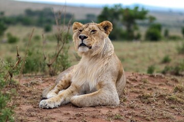 Lioness resting in the Masai Mara National Reserve, Kenya