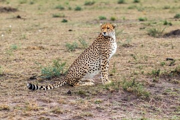 Naklejka premium Cheetah sitting and looking around in the savannah in Kenya