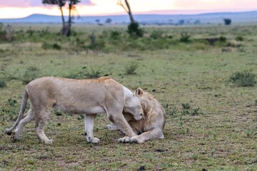 Lioness nuzzling male lion in the Masai Mara during sunset