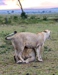 Lioness yawning and standing over another lioness in Masai Mara National Reserve, Kenya