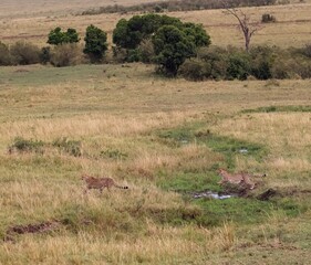 Naklejka premium Two cheetahs running in the Masai Mara National Reserve, Kenya