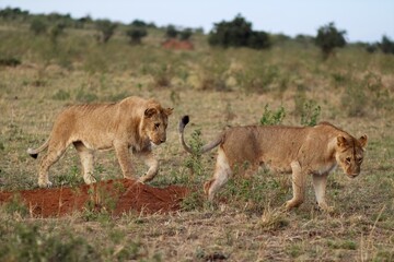 Lions walking in the african savannah during a safari in Kenya