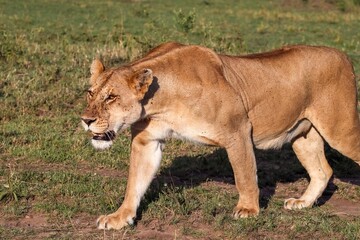 Lioness walking in the african savanna covered with flies
