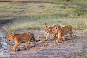 Lion cubs walking in the african savannah