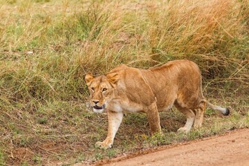 Lioness walking on a dirt road near tall grass in Africa