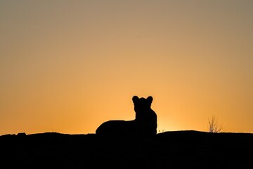 Lioness silhouette resting at sunset on African plains