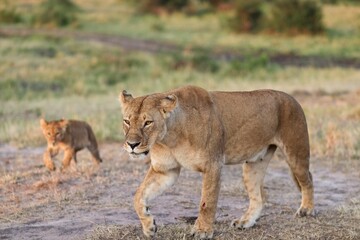 Lioness walking with her cub in the savannah