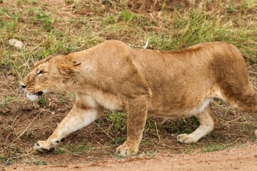 Lioness walking in the african savannah during a safari