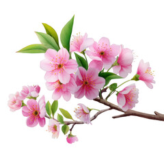 Delicate Pink Cherry Blossoms Branch Spring Floral Watercolor Painting Beautiful Nature  for Design