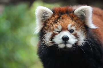 winking red panda
