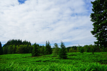 Obraz premium Lush green bracken and woodland