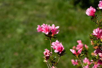 Photo d'un beau close-up d'azalee pris dans un jardin avec un arrire-plan vert
