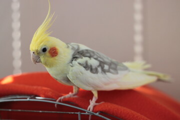 yellow and red parrot