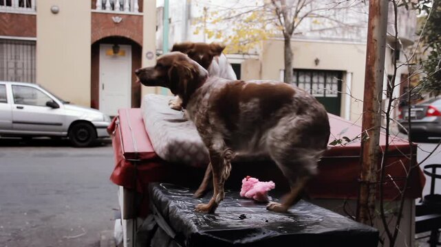 Three Brittany Spaniels Playing With Pink Terrier Plush Toy on Street Mattress in Buenos Aires, Argentina, 4K