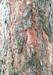 Pine bark texture macro displaying intricate patterns and earthy tones
