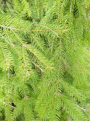 Fototapeta premium Fir tree branches close-up showcasing vibrant green needles and natural beauty