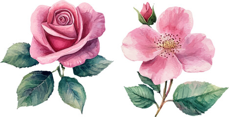 Fototapeta premium pink rose isolated on white