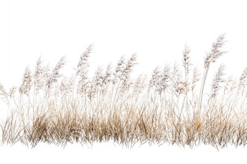 Fototapeta premium Dried Grassy Meadow Border