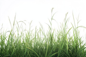 Fototapeta premium Lush green grass field