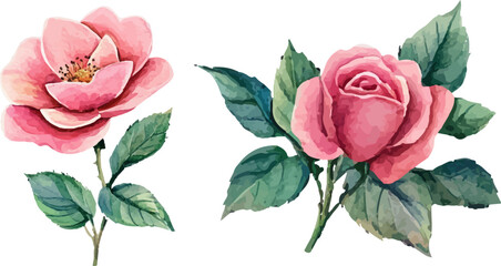 pink rose on white background