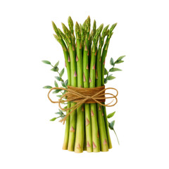 Fresh green asparagus spears tied with twine adorned with leaves isolated transparent background healthy vegetarian food