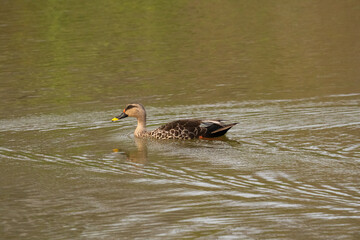 Bird swimming in the water, Bandipur, Karnataka, India