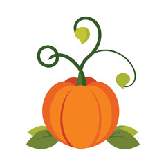 Sweet Pumpkin on Vine Vector Illustration on White Background