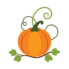Sweet Pumpkin on Vine Vector Illustration on White Background