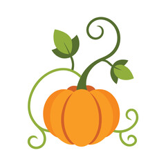 Sweet Pumpkin on Vine Vector Illustration on White Background