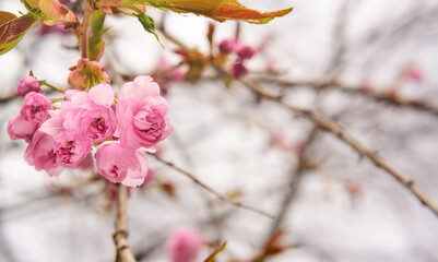 Several pink cherry blossom flowers Prunus serrulata, Cerasus serrulata on blurred background