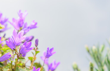 Light background with purple bellflower Campanula flowers, selective focus, with copy space