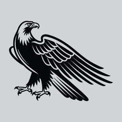 Eagle watching hunting