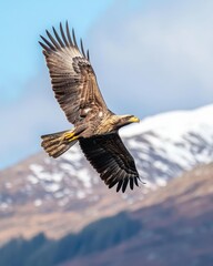 Obraz premium Majestic eagle soaring in the sky showcases the beauty of wildlife. With wings wide open it captures the essence of freedom and nature. Generative AI