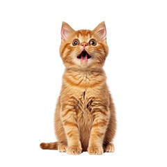 Obraz premium Adorable Orange Tabby Kitten Sitting Up Front View Looking Curious with Bright Eyes and Playful Expression on White Background