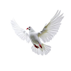 Obraz premium Elegant white in flight with outstretched wings, soa gracefully against a clean white background, symbolizing peace, purity, and hope in nature