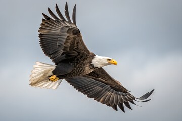 Naklejka premium bald eagle flying 