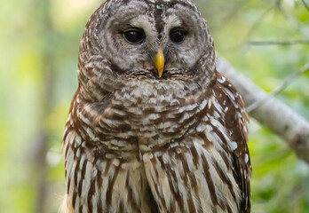 Barred owl portrait 