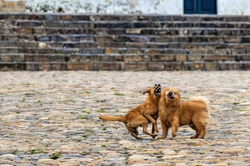 playing dogs on main square of villa de leyva in colombia