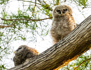 Barred owl fledglings 