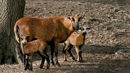 Cameroon Dwarf Blackbelly Ewe With Two Lambs (Ovis gmelini aries)