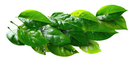 Obraz premium Green Leaf Collection: A vibrant array of lush, verdant leaves cascade gracefully, exuding freshness and the essence of botanical beauty.
