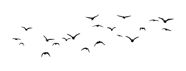 Bird flying, birds in flight, Flying flock of birds vector silhouette