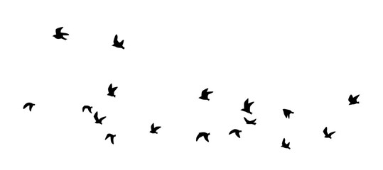 Flock of birds silhouette, Flying birds vector, Flock of birds
