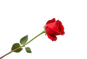 Obraz premium Single long-stemmed red rose isolated on pure white background, Valentine's Day, photography