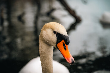 close up of a swan