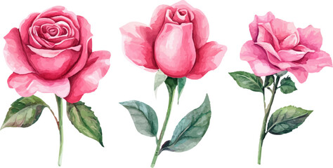 bouquet of pink roses