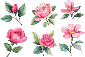 watercolor set of pink roses flowers