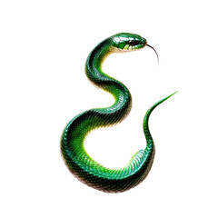 Obraz premium Close-up of a vibrant green snake with glossy scales and forked tongue coiled in an S-shape against a white background, detailed and realistic reptile image for nature photography
