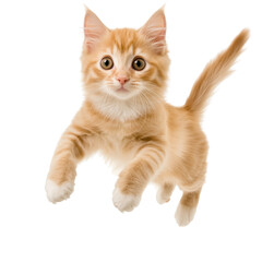 Obraz premium Cute playful orange tabby kitten with big eyes and fluffy tail jumping isolated on white background in vibrant energetic pose