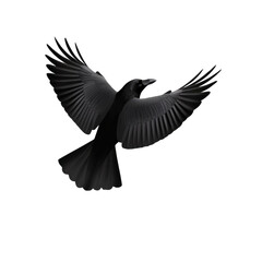 Fototapeta premium Elegant black bird soa with wings fully extended in mid-flight, showcasing detailed feather structure and dynamic movement against a plain background